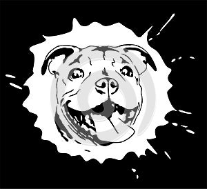 Illustrated portrait of staffordshire bull terrier puppy