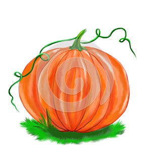 Illustrated pumpkin isolated halloween