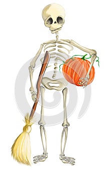 Illustrated skeleton with pumpkin and whisk Halloween