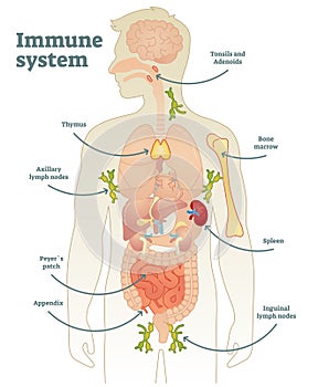 Illustrated vector human immune system