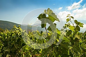 Vineyard near Sami on the island of Kephalonia photo