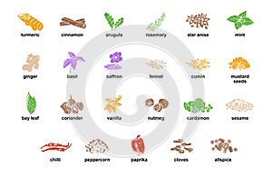 Kitchen herbs and spices isolated vector set. Illustration of ingredient herb, garlic and spice for cooking.