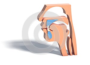 Illustration 3D human head emptied, otorhinolaryngology ENT