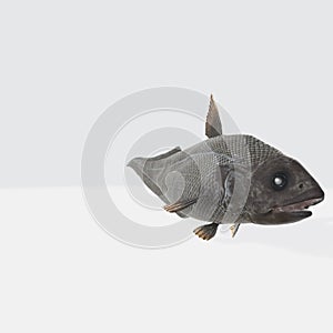 Illustration of a 3D rendering of a fish on a white background
