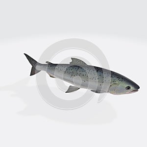 Illustration of a 3D rendering of a trout on a white background