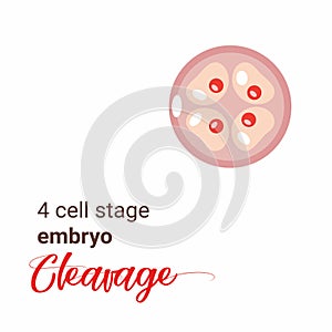 Illustration of a 4 cell stage embryo. Four cell stage icon. cleavage