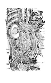 The illustration of the abdominal viscera with nerves in the old book die Anatomie des Menschen, by C. Heitzmann, 1875, Wien