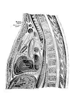 The illustration of the abdominal viscera with nerves in the old book die Anatomie des Menschen, by C. Heitzmann, 1875, Wien