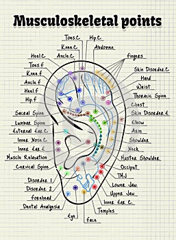 Illustration acupuncture points on the human ear