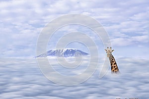 Illustration of African giraffe head with long neck over clound with backgrong of mt Kilimanjaro in Tanzania