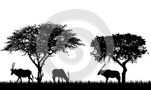 Illustration of African landscape on safari with antelopes or gazelles under tropical trees. Animals graze on the grass. Isolated