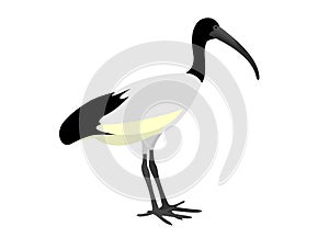 Illustration of an African sacred ibis, Threskiornis aethiopicus