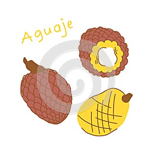 Illustration of aguaje fruit with and without peel isolated on white background. photo