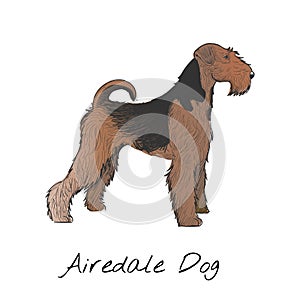 Illustration of airedale dog breed