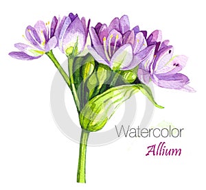 Illustration of Allium,Allium blossoms.Allium Drumstick, also known as sphaerocephalon, produces two-toned,Burgundy-Green flower h