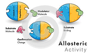  	Illustration of allosteric model of enzyme activity 