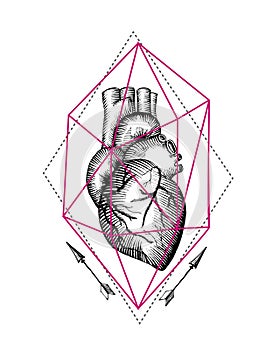 Illustration anatomical heart photo