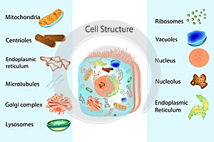 Illustration of the anatomy of an animal cell