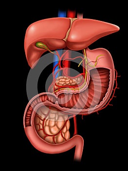 Anatomy of human digestive system