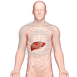 Illustration of Anatomy of human liver photo