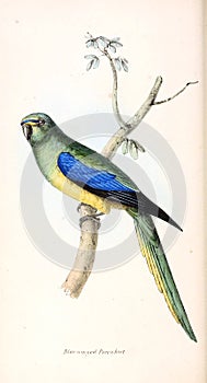 Illustration of animal.