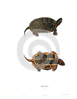 Illustration of a animal.