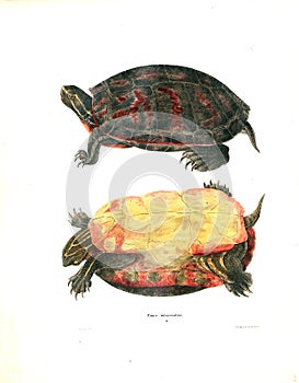 Illustration of a animal.