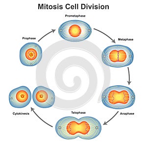 Illustration of animal cell mitosis with chromosomes on a white background