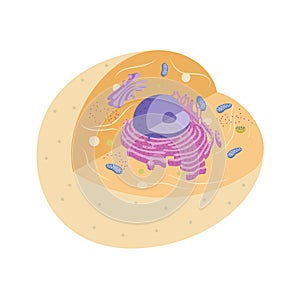 Illustration of animal cell with organelles