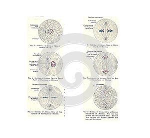 Illustration of an animal cell throughout different stages of life isolated on a white background