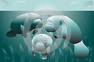 Illustration for animal and environment conservation theme with manatees