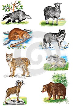 Illustration. Animals Bear. Sheep. Wolf. Hare. Lynx. Badger. Ram. Beaver.