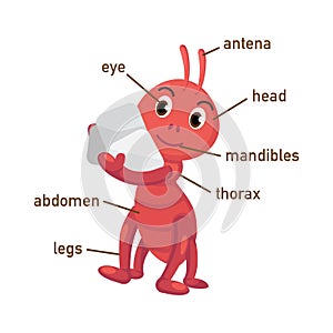 Illustration of ant vocabulary part of body