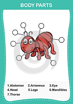 Illustration of ant vocabulary part of body