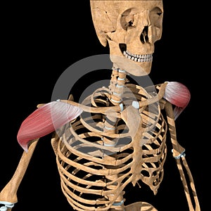 Illustration of the anterion head of deltoid muscles front view