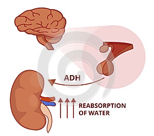 Illustration of the antidiuretic hormone function. Vasopressin physiology