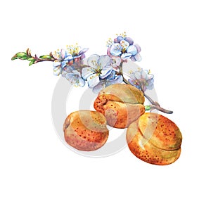 Illustration of apricot fruit and branch with flowers.