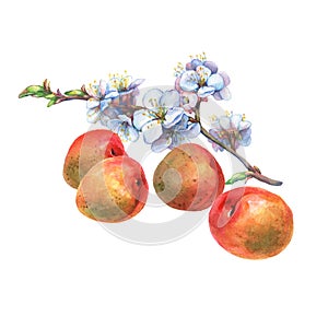 Illustration of apricot fruit and branch with flowers.