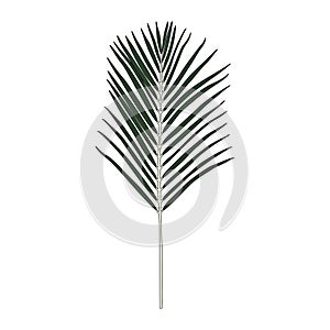 Illustration of Areca palm leaf