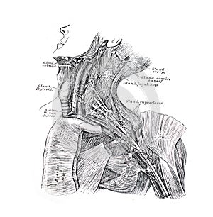 The illustration of arteries and lymph nodes of the neck and shoulders in the old book die Anatomie des Menschen, by C. Heitzmann