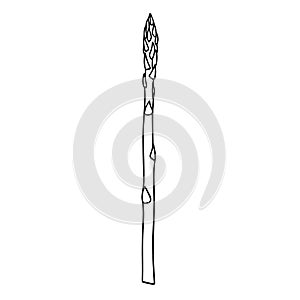 Illustration of a asparagus in a hand-drawn style.