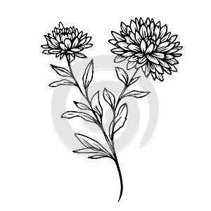 illustration of aster flower, vector sketch pencil art, bouquet floral coloring page and book, aesthetic flower cluster drawing