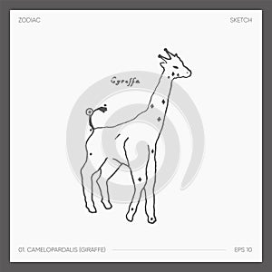 Illustration of astrological zodiac Giraffe