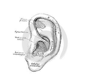 The illustration of the auricle in the old book die Descriptive Anatomie, by C. Heitzmann, 1870, Wien