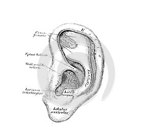 The illustration of the auricle in the old book die Descriptive Anatomie, by C. Heitzmann, 1870, Wien photo