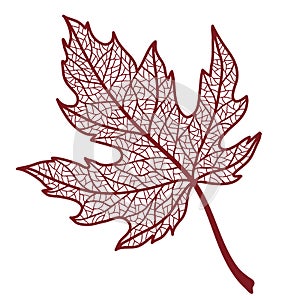 Illustration of autumn maple leaf.