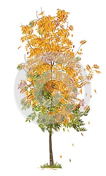 illustration of autumn tree