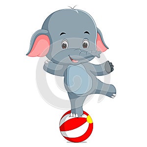 A baby circus elephant balancing on a big ball