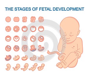 Illustration of a baby in the womb. vector illustration stages of fetal development. isolated on white background. Pregnancy. Feta