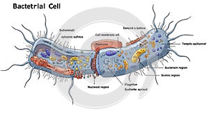 Illustration of a bacterial cell with labeled parts. Features include a cell membrane and
